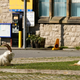 Illustration for article titled At Least These Goats Get to Run Free in the Streets